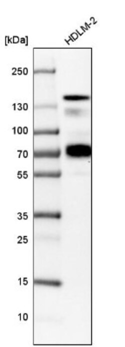 Semaphorin 4D/CD100 Antibody, Novus Biologicals 0.1mL; Unlabeled:Antibodies,