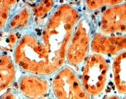 Semaphorin 5A Antibody, Novus Biologicals 0.1mg; Unlabeled:Antibodies,