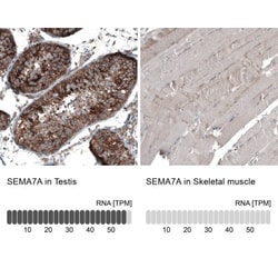 Semaphorin 7A Antibody, Novus Biologicals 0.1mL; Unlabeled:Antibodies,