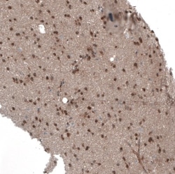 Semaphorin 7A Antibody, Novus Biologicals 0.1mL; Unlabeled:Antibodies,