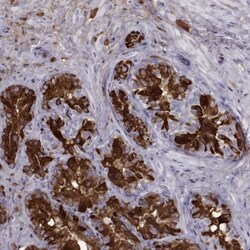 Semenogelin I Antibody, Novus Biologicals:Antibodies:Primary Antibodies