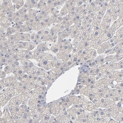 Septin-3 Antibody, Novus Biologicals 25 &mu;L; Unlabeled:Antibodies, Polyclonal