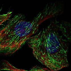 Septin-7 Antibody, Novus Biologicals 0.1mL; Unlabeled:Antibodies, Polyclonal