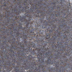 Septin-7 Antibody, Novus Biologicals 0.1mL; Unlabeled:Antibodies, Polyclonal