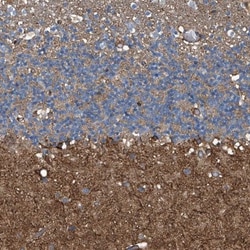 Septin-7 Antibody, Novus Biologicals 0.1mL; Unlabeled:Antibodies