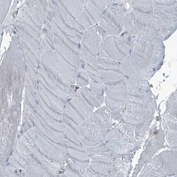 Septin-7 Antibody, Novus Biologicals 0.1mL; Unlabeled:Antibodies