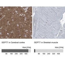 Septin-7 Antibody, Novus Biologicals 0.1mL; Unlabeled:Antibodies