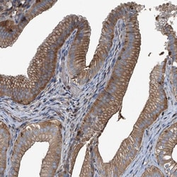 Septin-7 Antibody, Novus Biologicals 0.1mL; Unlabeled:Antibodies