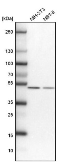 Septin-7 Antibody, Novus Biologicals 0.1mL; Unlabeled:Antibodies, Polyclonal