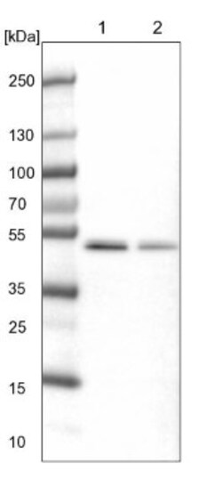 Septin-7 Antibody, Novus Biologicals 0.1mL; Unlabeled:Antibodies