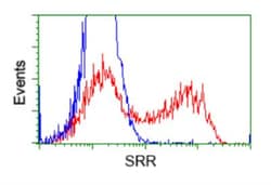 Serine racemase Antibody (OTI2E3), Novus Biologicals 0.1mL; Unlabeled:Antibodies,