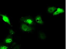 Serine racemase Antibody (OTI2E3), Novus Biologicals 0.1mL; Unlabeled:Antibodies,