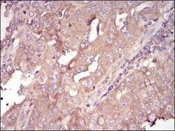 Serpin A3/alpha 1-Antichymotrypsin Antibody (5G3C11) - BSA Free, Novus
