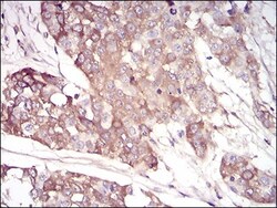 Serpin A3/alpha 1-Antichymotrypsin Antibody (5G3C11) - BSA Free, Novus