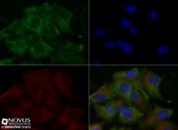 Serpin A8/Angiotensinogen Antibody - BSA Free, Novus Biologicals 0.2mL;
