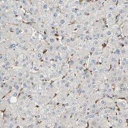 5'-Nucleotidase/CD73 Antibody, Novus Biologicals:Antibodies:Primary Antibodies