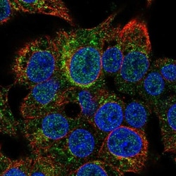 Serpin D1/Heparin Cofactor II Antibody, Novus Biologicals:Antibodies:Primary