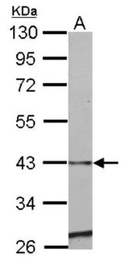 Serpin E2/PN1 Antibody, Novus Biologicals 0.1mL; Unlabeled:Antibodies,