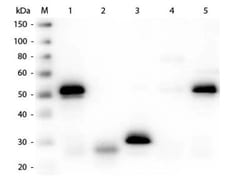 Sheep anti-Rabbit IgG (H+L) Secondary Antibody, Alkaline Phosphatase, Novus