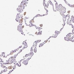 Siglec-1/CD169 Antibody, Novus Biologicals 25 &mu;L, Unlabeled:Antibodies,