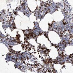 Siglec-10 Antibody, Novus Biologicals 0.1mL; Unlabeled:Antibodies, Polyclonal