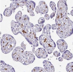 Siglec-11 Antibody, Novus Biologicals:Antibodies:Primary Antibodies