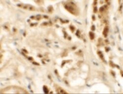 Siglec-15 Antibody - BSA Free, Novus Biologicals:Antibodies:Primary Antibodies