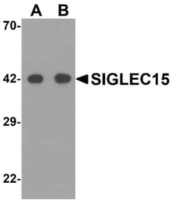 Siglec-15 Antibody - BSA Free, Novus Biologicals:Antibodies:Primary Antibodies