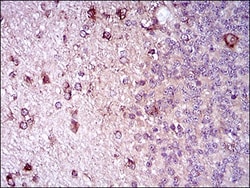 Siglec-2/CD22 Antibody (2H1C4) - BSA Free, Novus Biologicals 0.1mL; Unlabeled:Antibodies,
