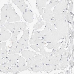 Siglec-2/CD22 Antibody, Novus Biologicals 0.1mL; Unlabeled:Antibodies,