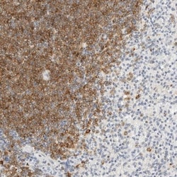 Siglec-2/CD22 Antibody, Novus Biologicals 0.1mL; Unlabeled:Antibodies,