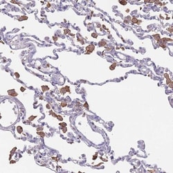 Siglec-3/CD33 Antibody, Novus Biologicals 25 &mu;L | Buy Online | Novus Biologicals | Fisher Scientific