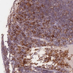 Siglec-3/CD33 Antibody, Novus Biologicals 25 &mu;L | Buy Online | Novus Biologicals | Fisher Scientific