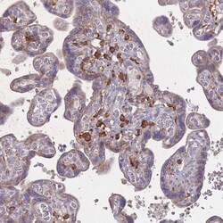 Siglec-3/CD33 Antibody, Novus Biologicals 25 &mu;L | Buy Online | Novus Biologicals | Fisher Scientific