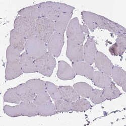Siglec-3/CD33 Antibody, Novus Biologicals 25 &mu;L | Buy Online | Novus Biologicals | Fisher Scientific