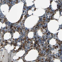 Siglec-5/CD170 Antibody, Novus Biologicals 25 μL; Unlabeled:Antibodies,