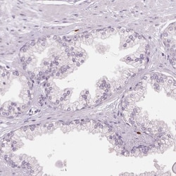 Siglec-6/CD327 Antibody, Novus Biologicals 25 &mu;L; Unlabeled:Antibodies,