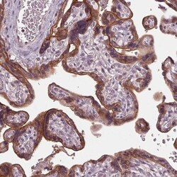 Siglec-6/CD327 Antibody, Novus Biologicals 0.1mL; Unlabeled:Antibodies,