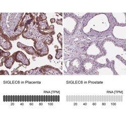 Siglec-6/CD327 Antibody, Novus Biologicals 0.1mL; Unlabeled:Antibodies,