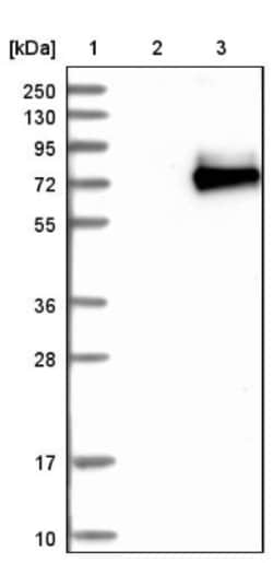 Siglec-6/CD327 Antibody, Novus Biologicals 0.1mL; Unlabeled:Antibodies,