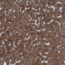 Siglec-8 Antibody, Novus Biologicals 25 &mu;L; Unlabeled:Antikörper