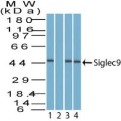 Siglec-9 Antibody, Novus Biologicals:Antibodies:Primary Antibodies