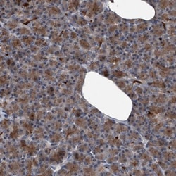 Sin1/MAPKAP1 Antibody, Novus Biologicals:Antibodies:Primary Antibodies