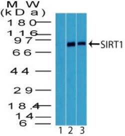 Sirtuin 1/SIRT1 Antibody, Novus Biologicals 0.1mg; Unlabeled:Antibodies,