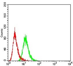 Sirtuin 3/SIRT3 Antibody (6B2A1) - BSA Free, Novus Biologicals 0.1mg; Unlabeled:Antibodies,