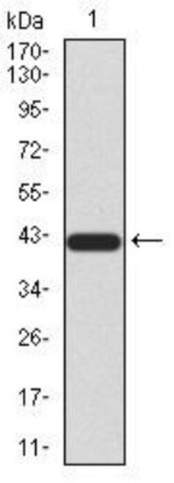 Sirtuin 3/SIRT3 Antibody (6B2A1) - BSA Free, Novus Biologicals 0.1mg; Unlabeled:Antibodies,