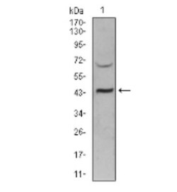 Sirtuin 3/SIRT3 Antibody (6B2A1) - BSA Free, Novus Biologicals 0.1mg; Unlabeled:Antibodies,