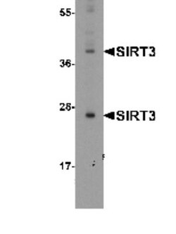 Sirtuin 3/SIRT3 Antibody - BSA Free, Novus Biologicals 0.025 mg, Unconjugated:Antibodies,