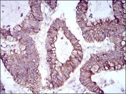 Slug Antibody (4B6D5) - BSA Free, Novus Biologicals:Antibodies:Primary