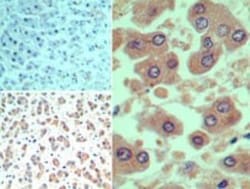 Smad3 Antibody, Novus Biologicals:Antibodies:Primary Antibodies
